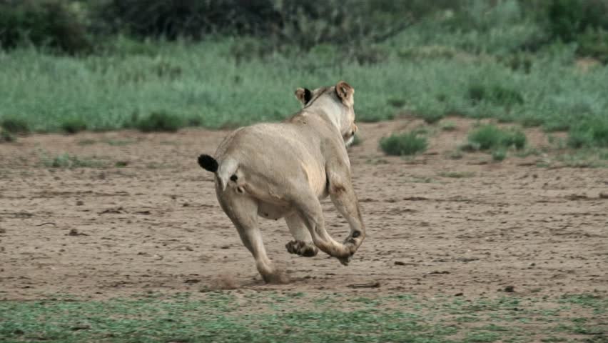 A teenage cub lion chases and catches it's mother and play fights in the Kalahari