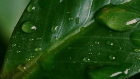 "Close-Up 4K Ultra HD Video of Fresh Water Droplets on Vibrant Green Leaves in Natural Daylight – Refreshing Nature Scene with Moisture and Dew"

 - Powered by Shutterstock - Get 15% off with code: PIKWIZARD15