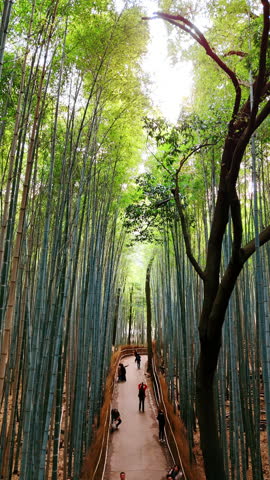 Footage along the trunks of splendid high bamboo trees in Kyoto, Japan. Tourists walk and take pictures in the park. Vertical video.