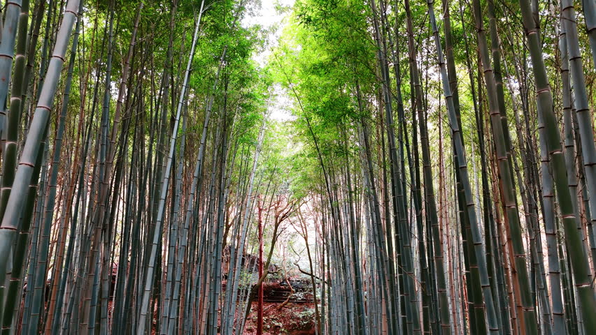 Bamboo forest in Kyoto, Japan. Drone footage along the grey bamboo reed.