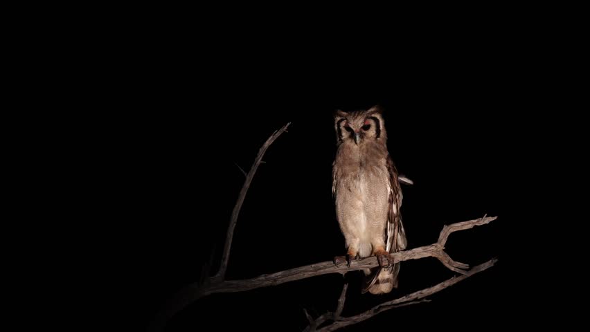 eagle owl owl sits on a stump at night.