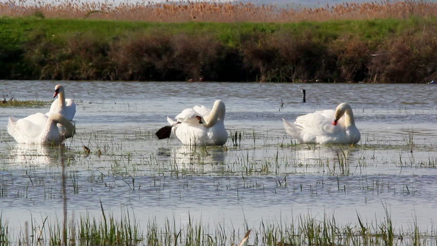 Swans in the wild...(Danube Delta)