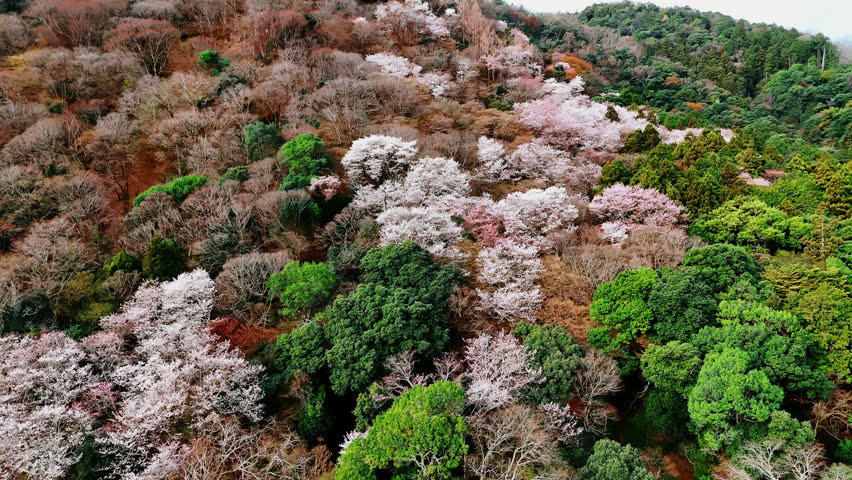 Bare trees, with green and grey foliage in the forest. Drone footage above the thick wood covering the mountain slope in Kyoto, Japan. Aerial view.