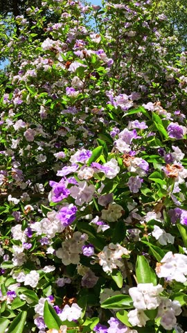 Footage of a beautiful yesterday-today-and-tomorrow plant at Huntington Library and Botanical Gardens in San Marino California USA