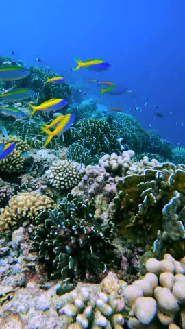 Caesio teres swim among coral formations in the clear underwater environment of the Maldives.