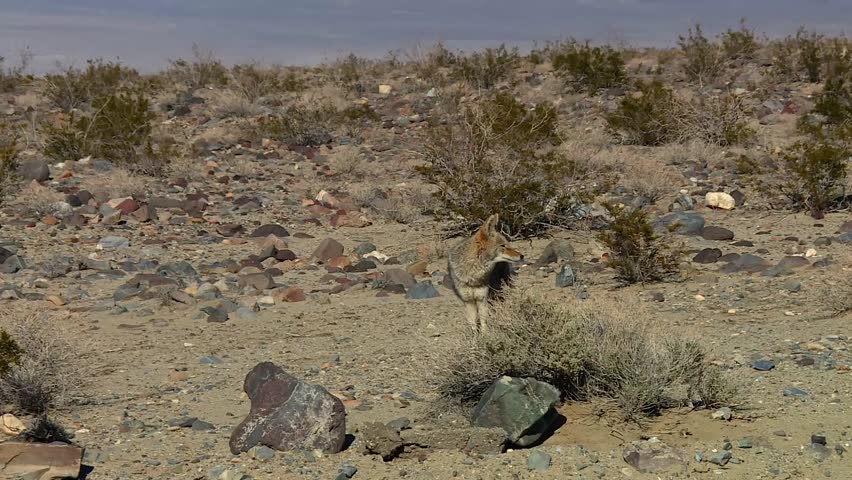 Zoom in shot of a coyote standing alert among shrubs in Death Valley National Park, USA