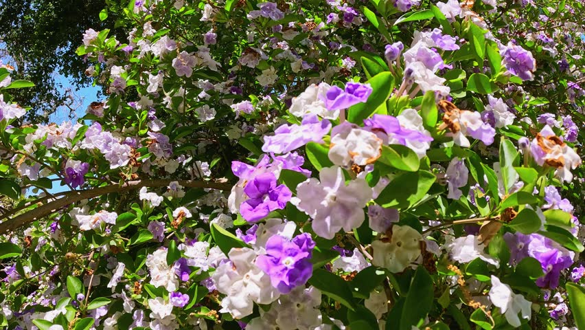 Footage of a beautiful yesterday-today-and-tomorrow plant at Huntington Library and Botanical Gardens in San Marino California USA