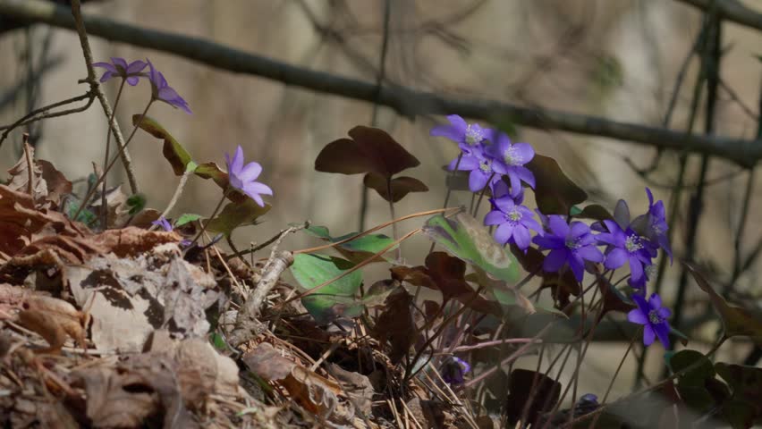 Flower - Anemone americana.
A purple flower sways in the wind.
Macro shot.
