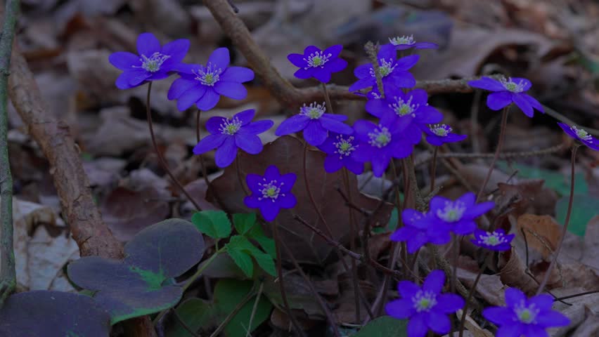Flower - Anemone americana.
A purple flower captured in very dark, overcast weather.
Macro shot.
