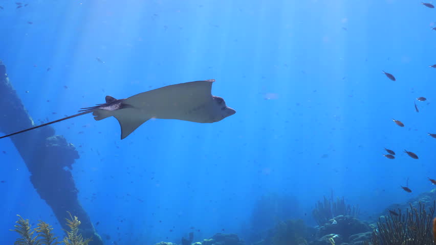 Spotted Eagle Ray Gliding Through Caribbean Reef in Bonaire in Slowmo