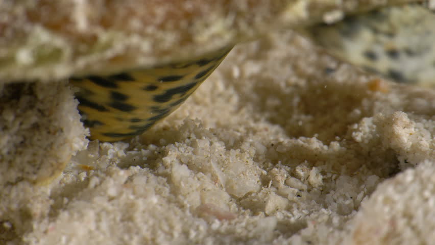 Queen Conch Feeding: Grazing on the Sand in the Caribbean Sea