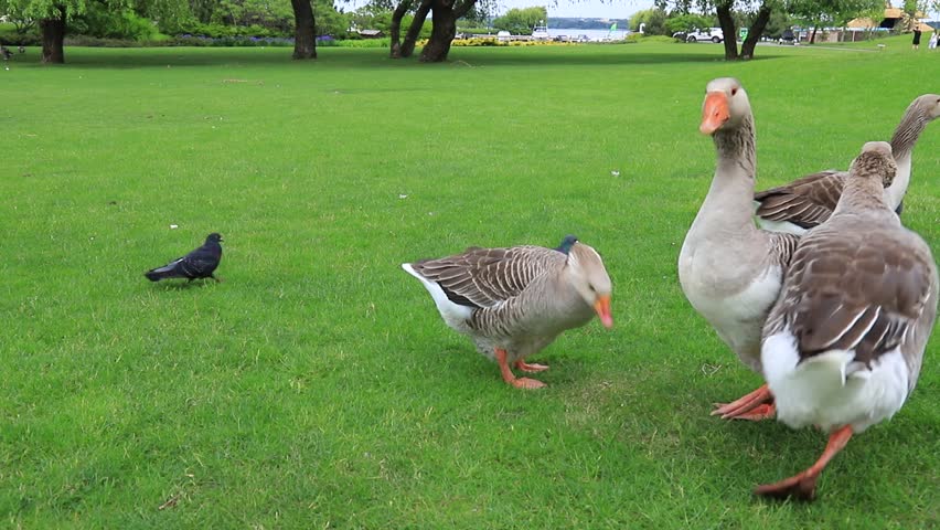 Beautiful gray goose perigord geese walk on green lawn in summer on goose farm. Goose meat, French foie gras delicacy, poultry in village. Waterfowl hunting