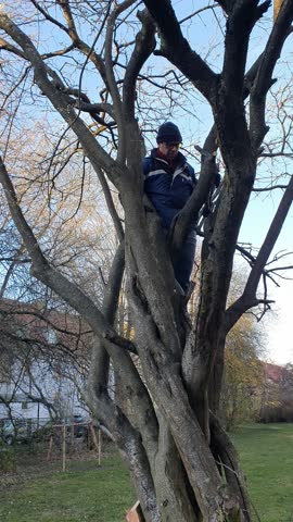 man climbing tree with saw, cutting branches, tree care