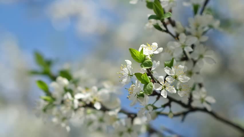 Cherry blossoms sway gracefully in the spring breeze under a clear blue sky, showcasing their delicate white petals and vibrant green leaves in full bloom.