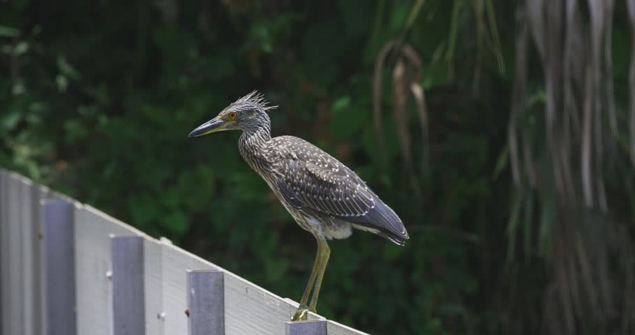 A juvenile heron perches on a white fence in front of dense tropical greenery, scanning the area