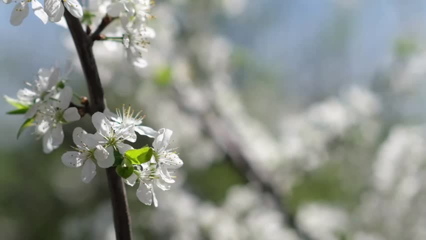 Witness the enchanting display of cherry blossoms blooming in spring, their white petals creating a picturesque landscape that delights the senses
