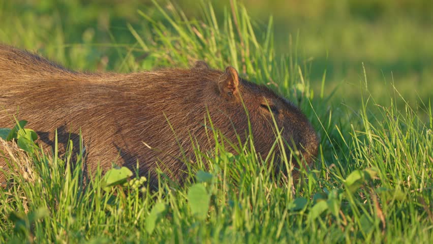 Capybara Eating Grass In The Field. - closeup shot