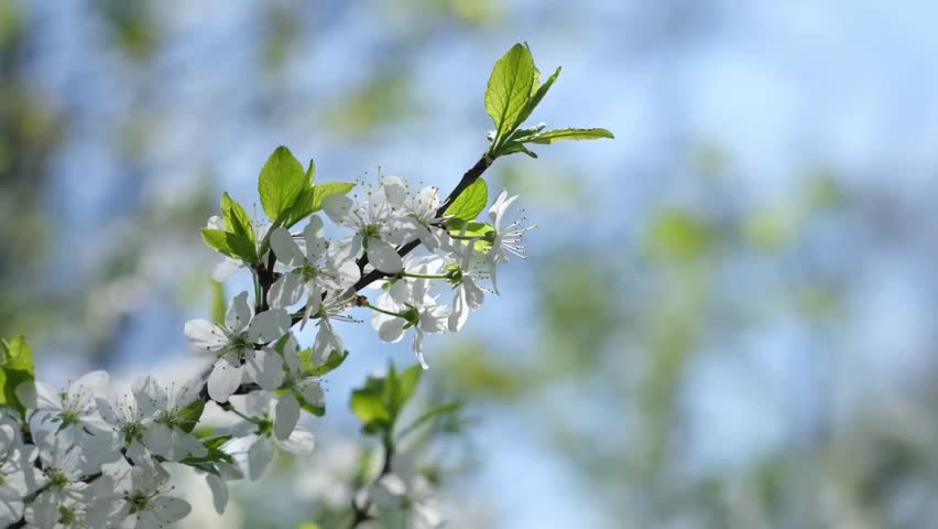 Experience the breathtaking sight of cherry blossoms in full bloom during a peaceful spring day as petals gently flutter in the warm sunlight.