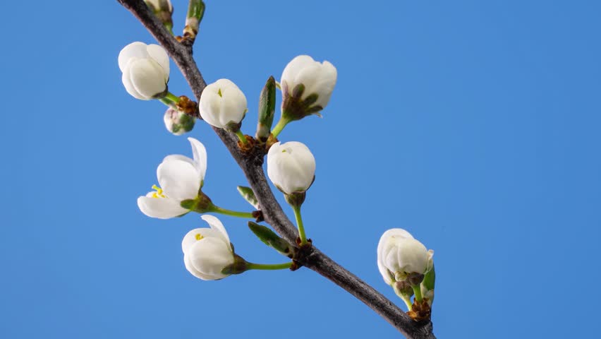 White fruit flowers blooming gently against blue sky in fresh spring time lapse