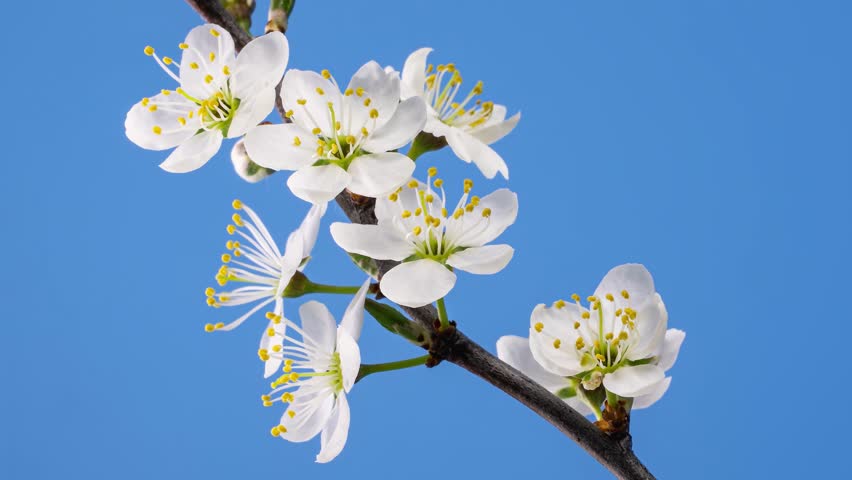 White fruit flowers blooming gently against blue sky in fresh spring time lapse