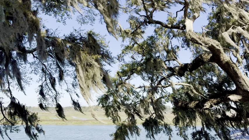 Windy Day on the Marsh