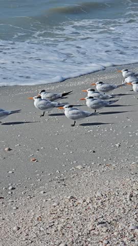Royal tern shorebirds flocked at the beach by the ocean