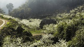 A serene tilt-up view at dawn in the plum blossom valley with low clouds in Thung Lũng Mận Nà Ka, Mộc Châu, Vietnam. Captures the soft morning light and the ethereal beauty of the blooming valley. - Powered by Shutterstock - Get 15% off with code: PIKWIZARD15