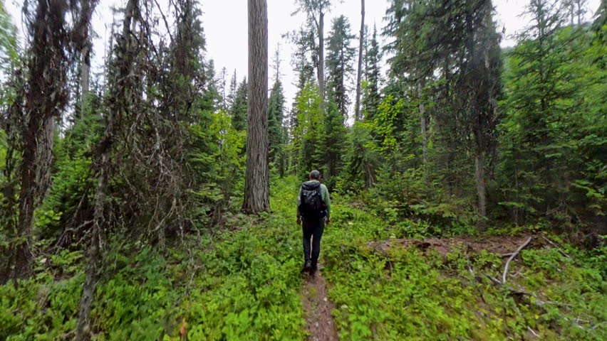 High Angle view of Man Hiking through Thick Woods in Glacier National Park