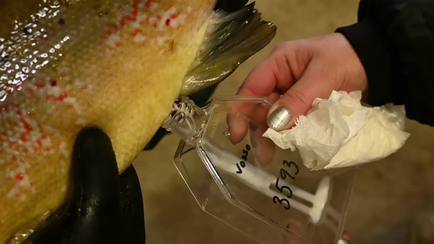 Fish hatchery technician collects seminal fluid, or milt, from male salmon by hand, gently pressing abdomen.