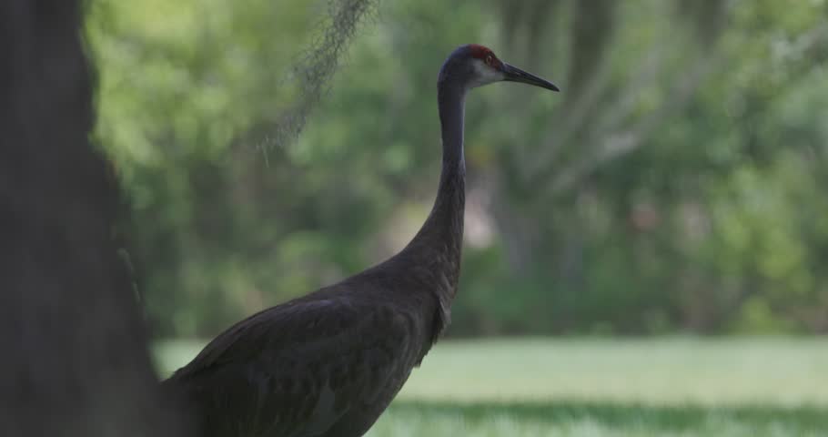 A sandhill crane stands tall beside a tree in a softly lit, grassy clearing