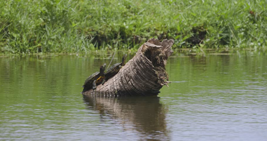 An alligator basks on a log surrounded by still marsh waters and vibrant green reeds