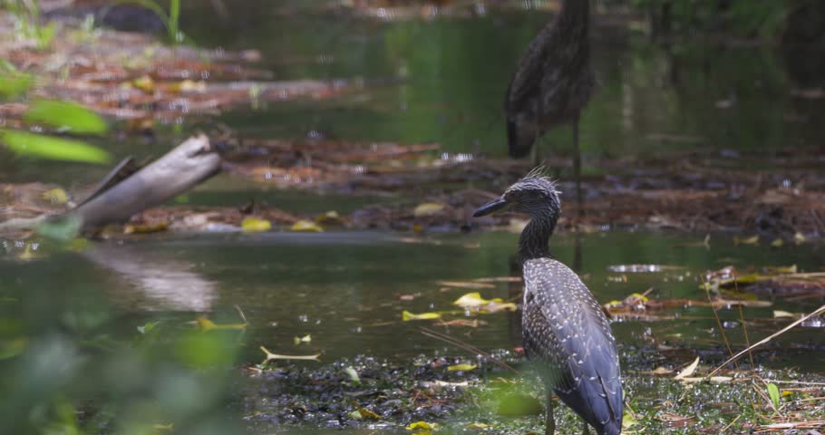 Two birds forage in a still, murky wetland surrounded by dense vegetation and scattered reflections