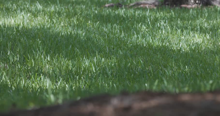 A sandhill crane stands tall in a sunlit field of green grass, head turned and alert