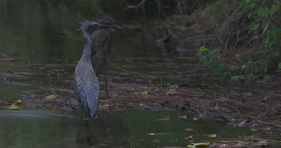 A heron stands alert on the muddy bank of a forested stream, surrounded by foliage and reflections