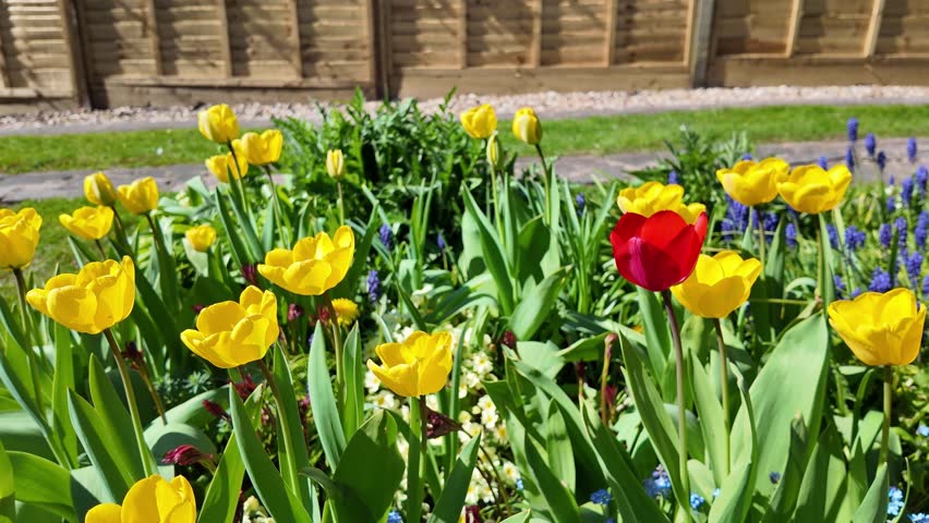 Hampshire England UK . 23.04. 2025. Video. Springtime bulds  Tulips in flower . Flower bed in an English country garden.