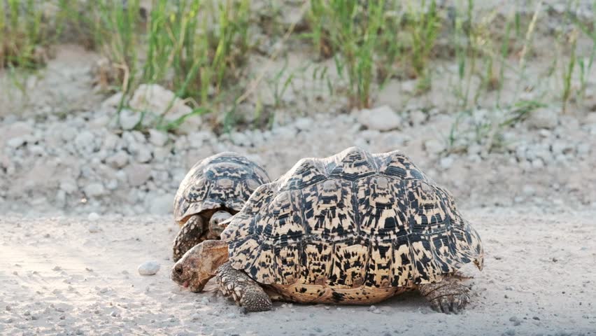 Two leopard tortoises, with a striking shell, eating dirt to get minerals, in the Kalahari national park in South Africa