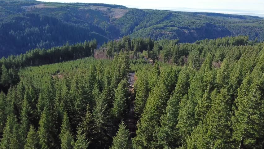 Endless Oregon forest in hilly terrain, aerial view