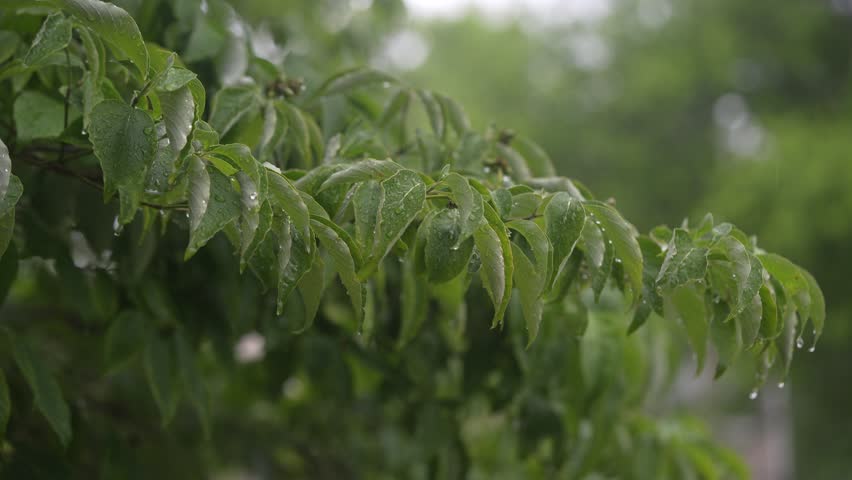 A peaceful rainy season in Missouri