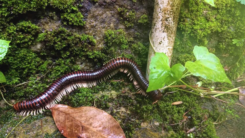 Archispirostreptus Gigas Giant African Millipede Moving Slowly Across Natural Ground