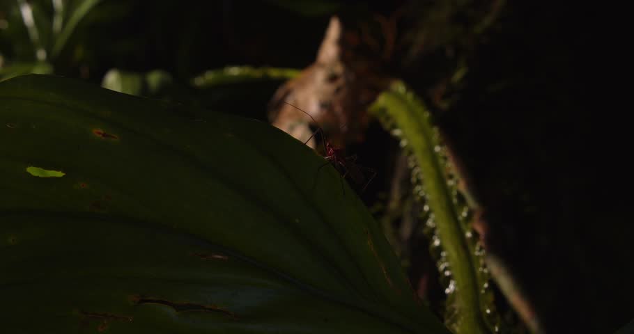 Backlit assassin bug creeps along a leaf edge, navigating the dense greenery of Peru’s Amazon rainforest.
