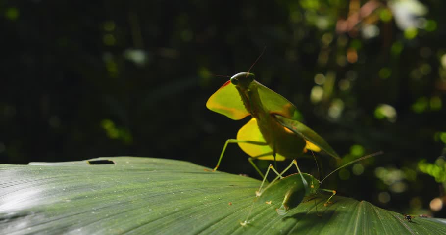Cobra mantis ambushes and kills a unaware green grasshopper on a leaf, deep in Peru’s Amazon rainforest.