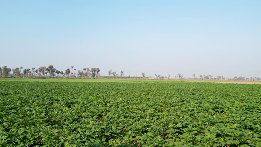 Wide shot of dense green potato plants under clear skies in Punjab farmland. Punjab, India