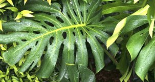 Giant monstera tropical rainforest plant with dew drop nature background - Powered by Shutterstock - Get 15% off with code: PIKWIZARD15