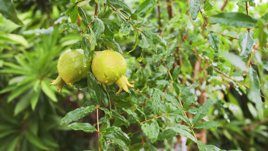 Rain drop on tropical green leaf plant fresh green plant growing