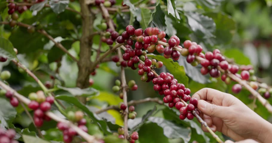 Close up hand harvest red ripe coffee seed robusta arabica berry harvesting coffee farm. Hand people harvest coffee bean ripe Red berries plant fresh seed coffee tree growth in green eco organic farm
