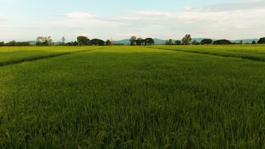 Aerial view rice plantation field with tree sun rise nature landscape