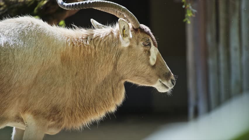 Addax walking in enclosure at the zoo