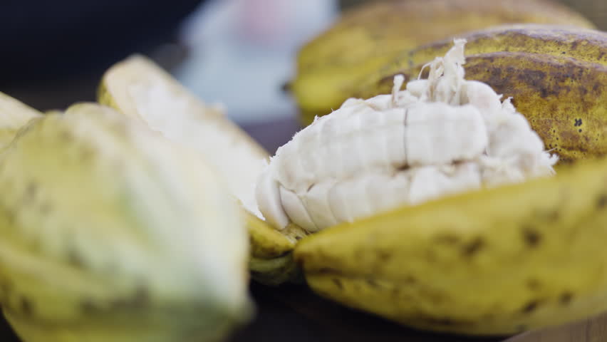 Cocoa Fruit Peeling Process, Background for advertising and wallpaper in food and harvest scene