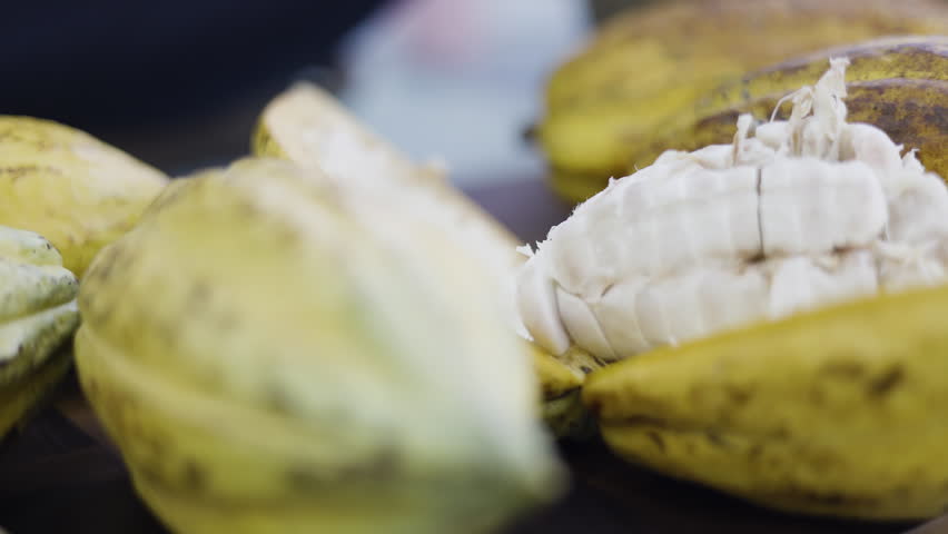 Cocoa Fruit Peeling Process, Background for advertising and wallpaper in food and harvest scene