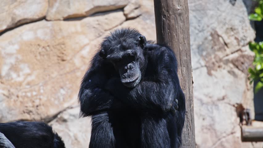 Pensive chimpanzee resting against wooden pole in zoo enclosure